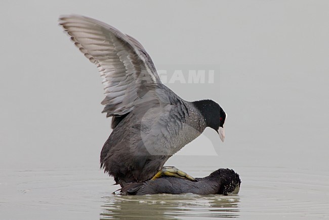 Parende Meerkoeten; Eurasian Coots mating stock-image by Agami/Daniele Occhiato,