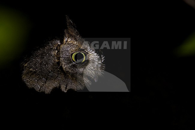 Eurasian Scops-Owl - Zwergohreule - Otus scops scops, France (Corsica), adult stock-image by Agami/Ralph Martin,