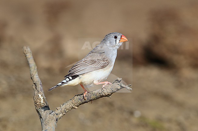 Adult female Australian Zebra Finch (Taeniopygia castanotis) at Long Waterhole in Winton, Queensland, Australia. stock-image by Agami/Aurélien Audevard,