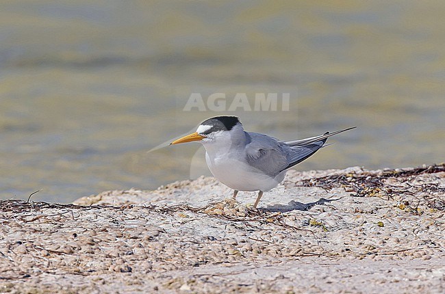 Adult Least Tern, Sternula antillarum, in the Dominican Republic. stock-image by Agami/Pete Morris,