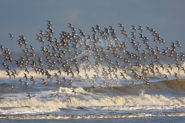 Drieteenstrandloper, Sanderling, Calidris alba stock-image by Agami/Arie Ouwerkerk,
