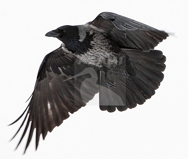 Hybrid Carrion x Hooded Crow in Germany. stock-image by Agami/Mathias Putze,