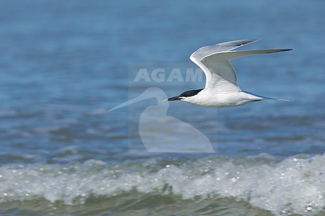 Adult Cabot's Tern, Thalasseus acuflavidus
Galveston Co., Texas.
Flying against the sea as a background. stock-image by Agami/Brian E Small,