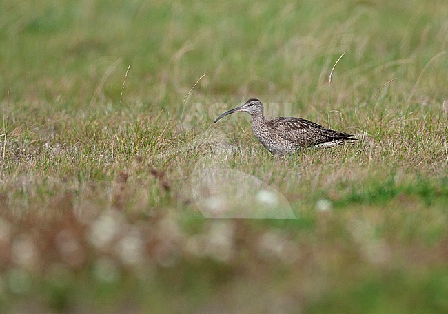 Worn adult Eurasian Whimbrel (Numenius phaeopus) in autumn plumage standing in a green meadow in Friesland in the Netherlands. stock-image by Agami/Marc Guyt,