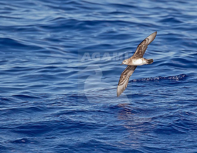 Kermadec Petrel (Pterodroma neglecta). Photographed during a Pitcairn Henderson and The Tuamotus expedition cruise. stock-image by Agami/Pete Morris,