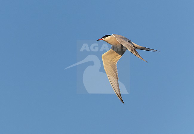 Adult Common Tern, Sterna hirundo, in flight. Fishing in the old Rhine outlet in the North Sea at Katwijk, Netherlands. stock-image by Agami/Marc Guyt,