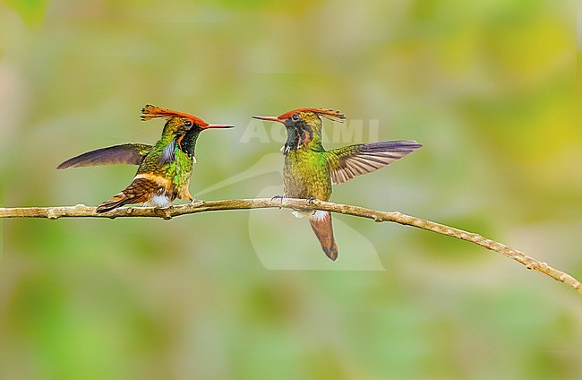 Frilled Coquette (Lophornis magnificus) two perched on a branch in Itatiaia NP, Brazil stock-image by Agami/Dustin Chen,