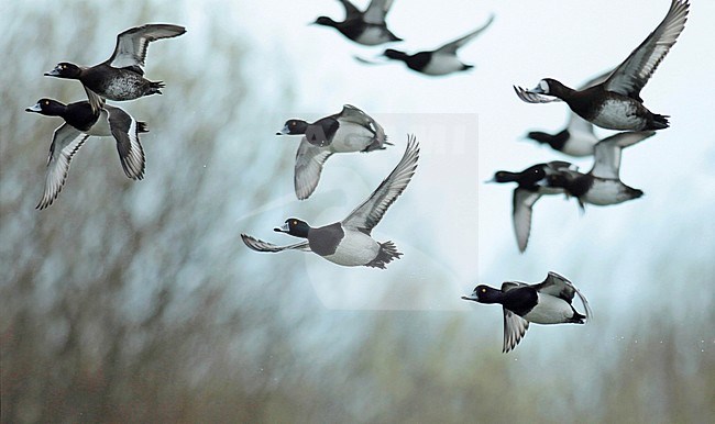 Ring-necked Duck x Tufted Duck (Aythya collaris x Aythya fuligula), adult male in flight seen from the side showing underwing. stock-image by Agami/Fred Visscher,