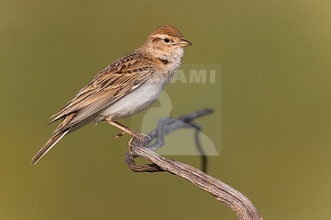 Adult Greater Short-toed Lark, Calandrella brachydactyla,  during spring in Italy. stock-image by Agami/Daniele Occhiato,