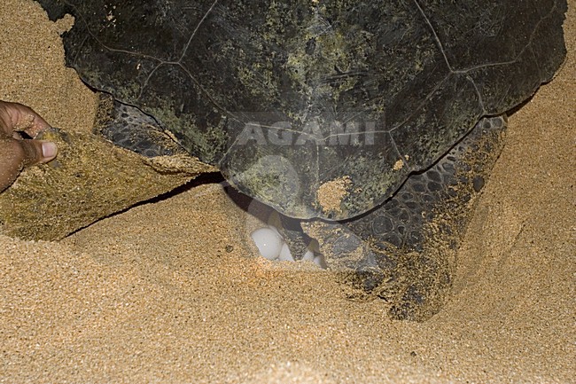  stock-image by Agami/Marc Guyt,