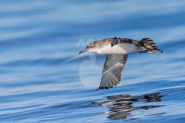 Yelkouan shearwaters breed on islands and coastal cliffs in the eastern and central Mediterranean. It is seen here flying against a clear blue background of the Mediterranean Sea of the coast of Sardinia. stock-image by Agami/Jacob Garvelink,