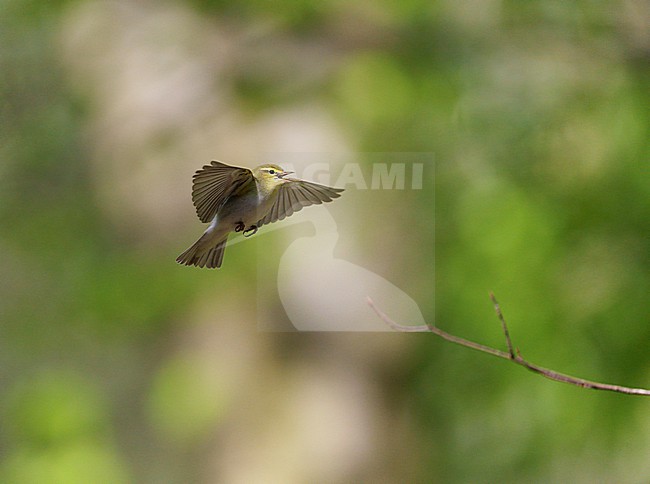 Adult male Wood Warbler (Phylloscopus sibilatrix) singing and displaying in flight in a deciduous forest in spring stock-image by Agami/Ran Schols,