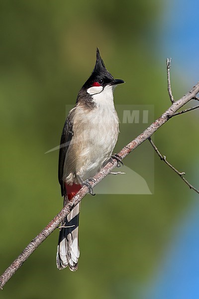 Adult
Los Angeles Co., CA
January 2023 stock-image by Agami/Brian E Small,