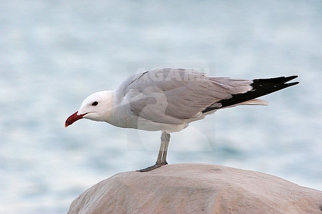 Volwassen Audouins Meeuw, Adult Audouin's Gull stock-image by Agami/Karel Mauer,