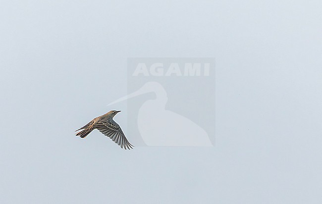 Long-billed pipit (Anthus similis) in India during autumn. stock-image by Agami/Marc Guyt,