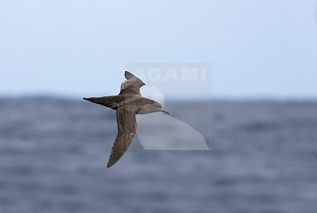 Sooty Shearwater flying; Grauwe Pijlstormvogel vliegend stock-image by Agami/Marc Guyt,