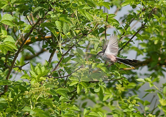 Staartmees ssp europaeus, Long-tailed Tit ssp europaeus, Aegithalos caudatus ssp. europaeus, Germany stock-image by Agami/Ralph Martin,