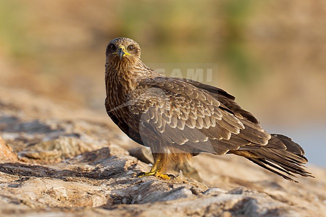 Juveniele Zwarte Wouw op de grond; juvenile Black Kite on the ground stock-image by Agami/Daniele Occhiato,