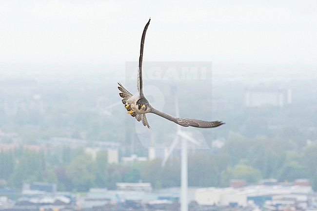 Slechtvalk in vlucht boven stad, Peregrine Falcon in flight above city stock-image by Agami/Wil Leurs,