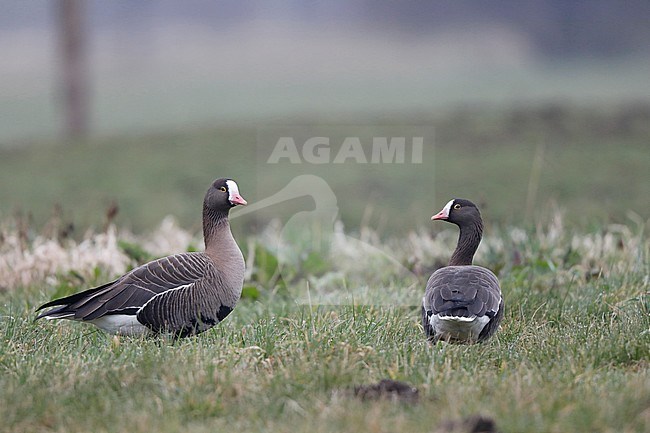 Lesser white-fronted Geese standing in a Dutch meadow. stock-image by Agami/Chris van Rijswijk,