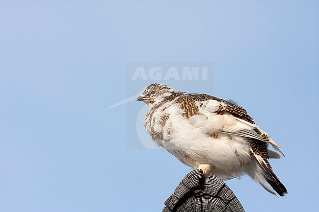 Female Svalbard Rock Ptarmigan (Lagopus muta hyperborea) moulting into summer plumage stock-image by Agami/Edwin Winkel,