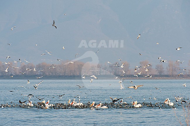 Groep Kroeskoppelikanen; Group of Dalmatian Pelicans (Pelecanus crispus) stock-image by Agami/Bence Mate,