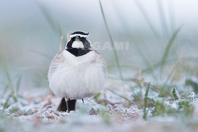 Adult  Steppe Horned Lark (Eremophila alpestris brandtii) in Kyrgyzstan, during summer season. stock-image by Agami/Ralph Martin,