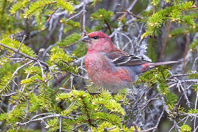 Male Pine Grosbeak (Pinicola enucleator) in Finland. stock-image by Agami/Daniele Occhiato,