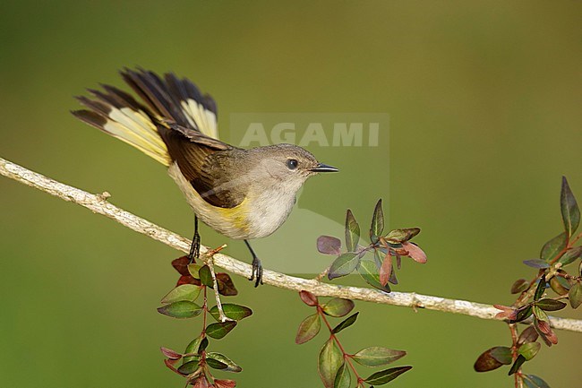Adult female American Redstart (Setophaga ruticilla) perched on a branch in Galveston County, Texas, United States, during spring migration. stock-image by Agami/Brian E Small,