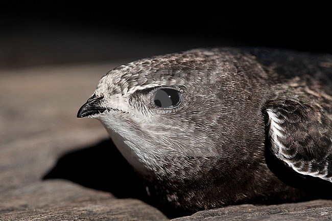 Juvenile Common Swift (Apus apus) perched on a log after first flight at Copenhagen, Denmark stock-image by Agami/Helge Sorensen,
