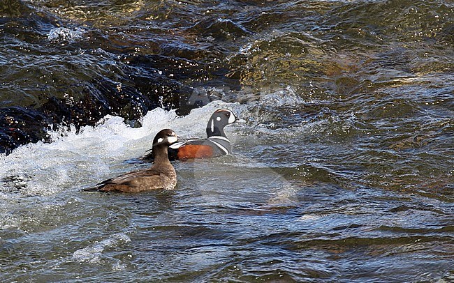Harlequin Duck, Histrionicus histrionicus, in Alaska, United States. Pair swimming in a fast flowing river with rapids. stock-image by Agami/Dani Lopez-Velasco,