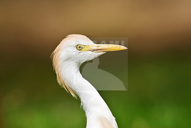 Koereiger portret; Cattle Egret close-up stock-image by Agami/Marc Guyt,