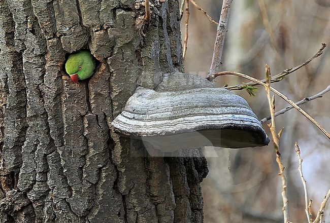 De halsbandparkiet is een holenbroeder stock-image by Agami/Jacques van der Neut,