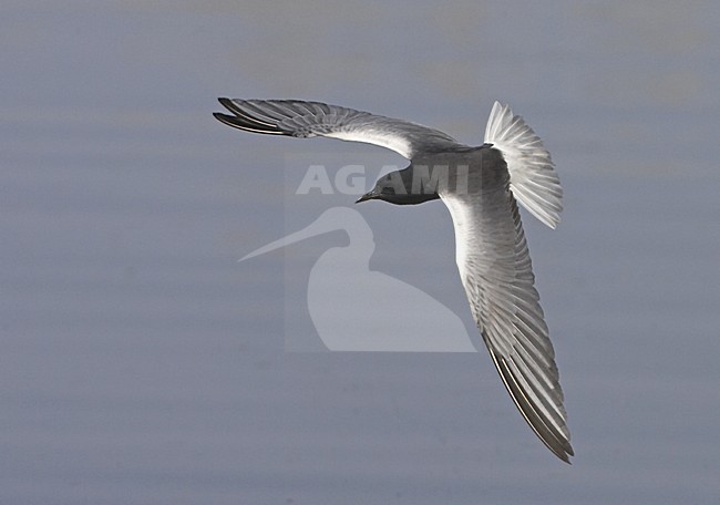 White-winged Tern adult summer-plumage flying, Witvleugelstern adult zomerkleed vliegend stock-image by Agami/Jari Peltomäki,