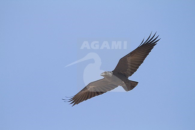 Fan-tailed Raven - Borstenrabe - Corvus rhipidurus, Oman stock-image by Agami/Ralph Martin,