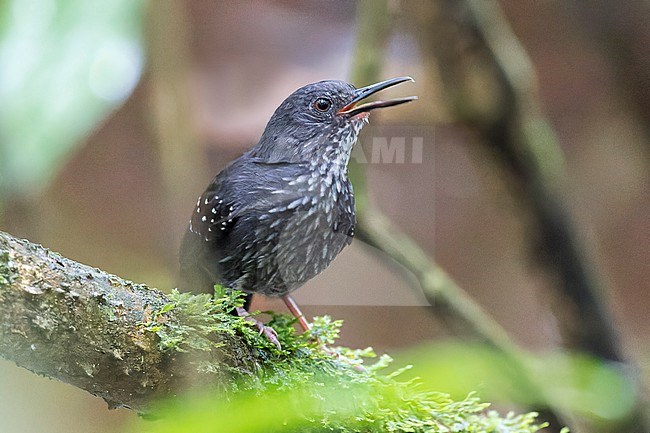 A male Silvered Antbird, Sclateria naevia sits on a log in the dark understory of the Peperpot Nature Park outside Paramaribo, Suriname. stock-image by Agami/Jacob Garvelink,