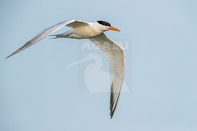African Royal Tern (Thalasseus maximus) in flight over Iwik beach, Banc d'Arguin, Mauritania. stock-image by Agami/Vincent Legrand,