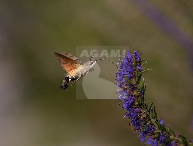 Nectar feeding Hummingbird Hawk moth (Macroglossum stellatarum), foraging on small purple flowers. stock-image by Agami/Arie Ouwerkerk,