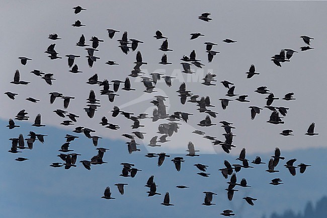 Kauwen in vlucht; Jackdaws in flight stock-image by Agami/Daniele Occhiato,