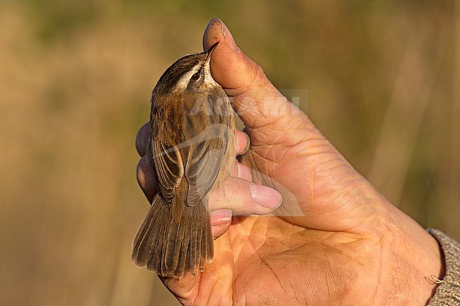 Adult male Moustached Warbler (Acrocephalus melanopogon) caught and banded in Ooj, Netherlands. First record for the Netherlands., first record Netherlands stock-image by Agami/Harvey van Diek,