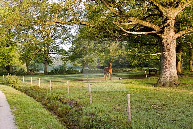 Vecht en Beneden Rogge; Vecht en Beneden Rogge stock-image by Agami/Theo Douma,
