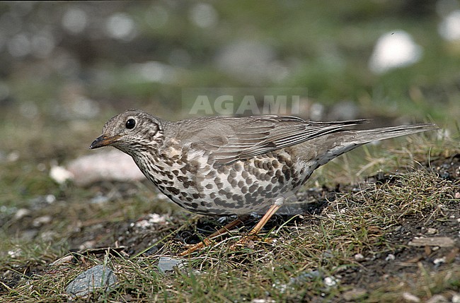 Mistle Thrush (Turdus viscivorus) standing on the ground. stock-image by Agami/Markus Varesvuo,