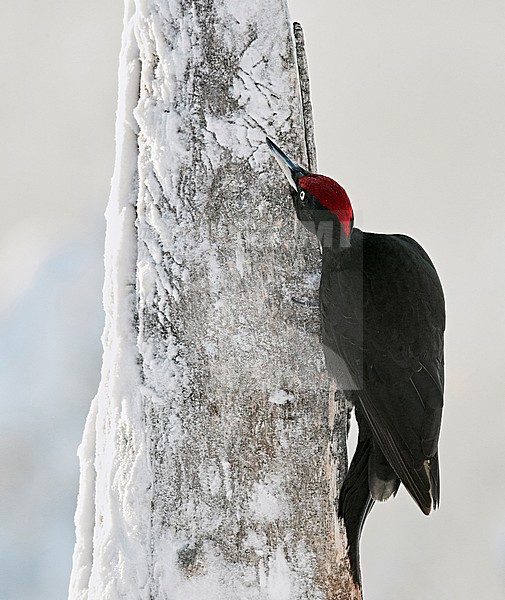 Black Woodpecker male (Dryocopus martius) Kuusamo Finland January 2018. stock-image by Agami/Markus Varesvuo,