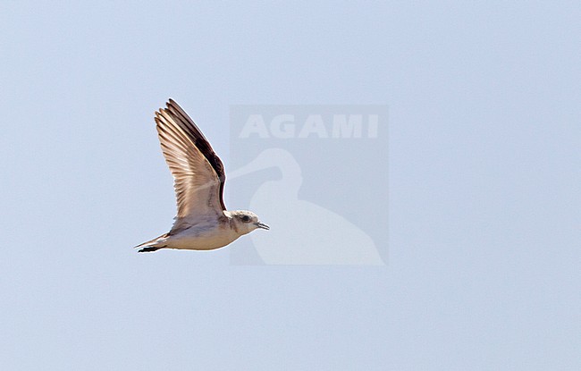 Kentish Plover (Charadrius alexandrinus) calling in flight during summer in Portugal, photographed with backlight. stock-image by Agami/Harvey van Diek,