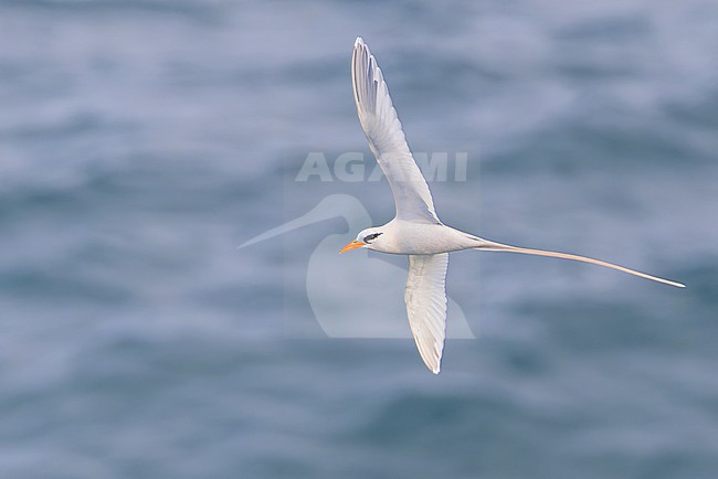 Catesby's White-tailed Tropicbird (Phaethon lepturus catesbyi) in flight in Puerto Rico. stock-image by Agami/Dubi Shapiro,