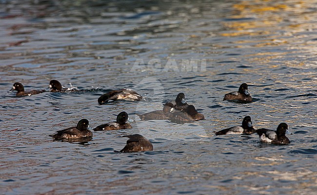 Groep zwemmende Toppereenden; Flock of swimming Greater Scaups stock-image by Agami/Marc Guyt,