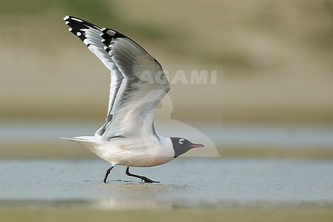 Adult Franklin's Gull (Leucophaeus pipixcan) in summer plumage resting on beach in Galveston County, Texas, in April 2016. Taking off from the ground. stock-image by Agami/Brian E Small,