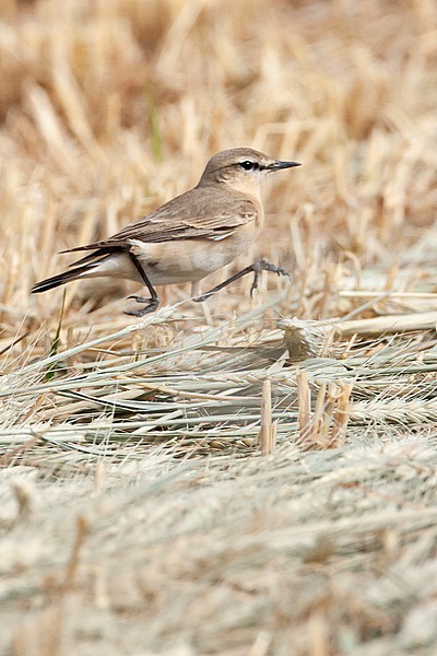 Isabelline Wheatear (Oenanthe isabelline) during spring migration in Israel, running on the ground. stock-image by Agami/Marc Guyt,