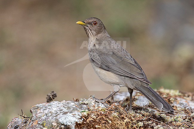 Clay-colored Thrush (Turdus grayi) at San Jerónimo, Antioquia, Colombia.  This species is sometimes more grey than brown, and this seems more common in the south part of its range (Colombia). stock-image by Agami/Tom Friedel,
