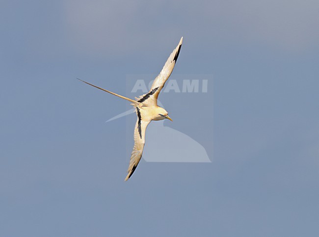 Volwassen Witstaartkeerkringvogel in vlucht, White-tailed Tropicbird adult in flight stock-image by Agami/Pete Morris,